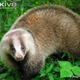 Illustration for article titled Monday Mustelid - Meles anakuma Edition